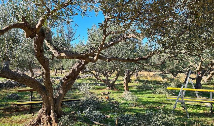 olive-grove